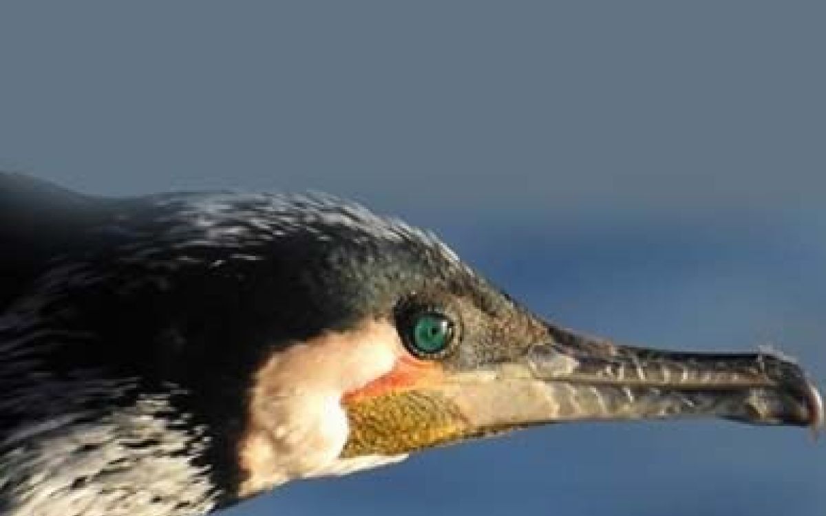 gabarit actus Home CORMORAN