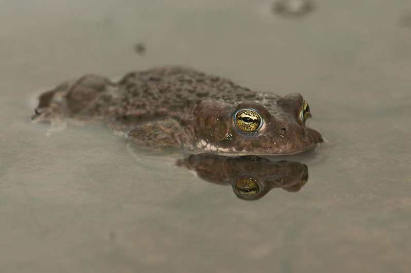 Au secours du Crapaud calamite