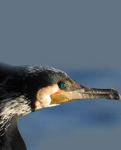 gabarit actus Home CORMORAN