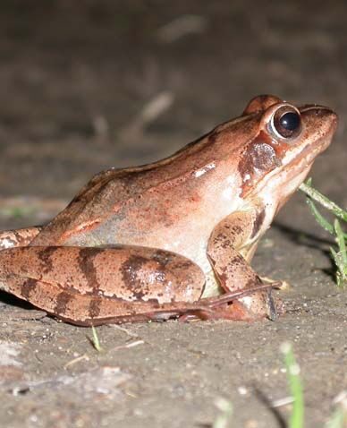 Grenouilles, crapauds, tritons et co... 1 gabarit actus Home amphibiens