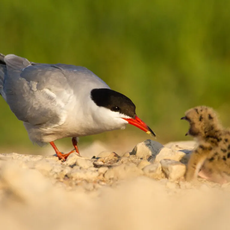 oiseau