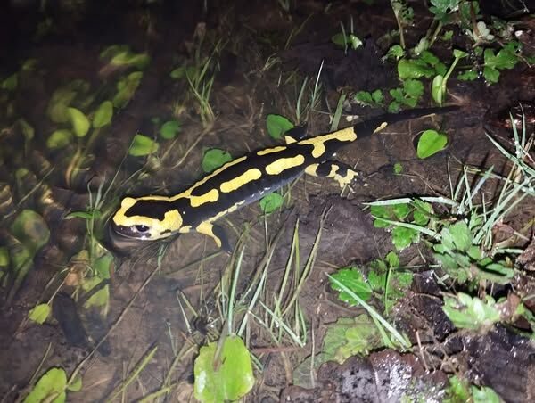 salamandre