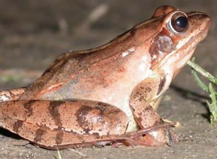 MURMURE SAUVAGE 8 gabarit actus Home amphibiens