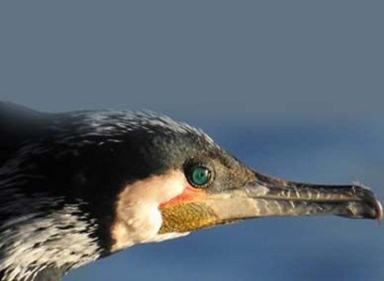 Le fleuve qui voulait écrire... 2 gabarit actus Home CORMORAN
