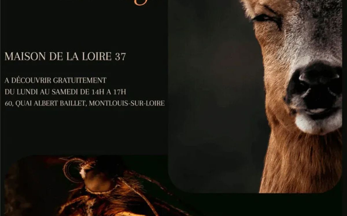 MURMURE SAUVAGE 1 affiche murmure sauvage