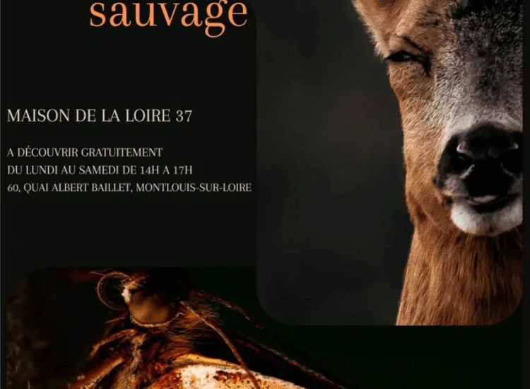 affiche murmure sauvage