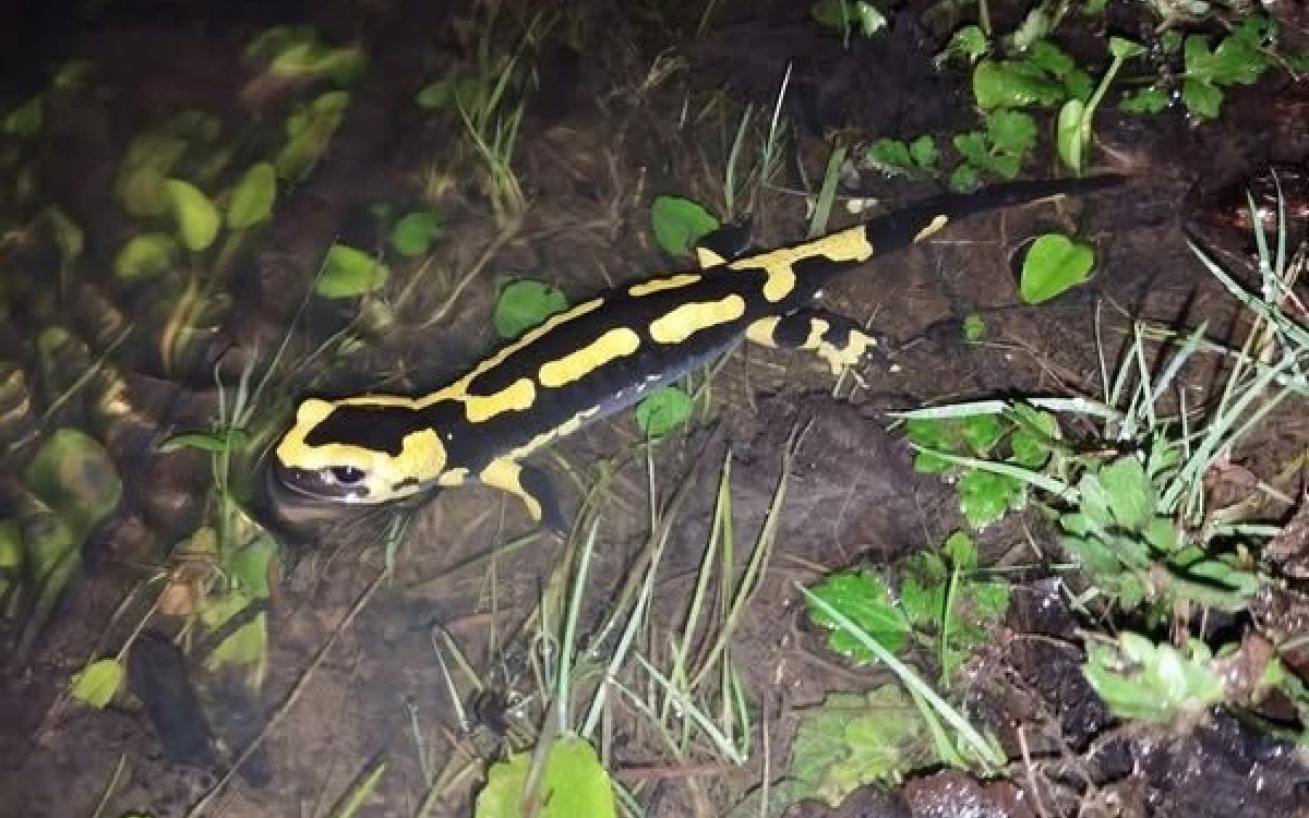 salamandre